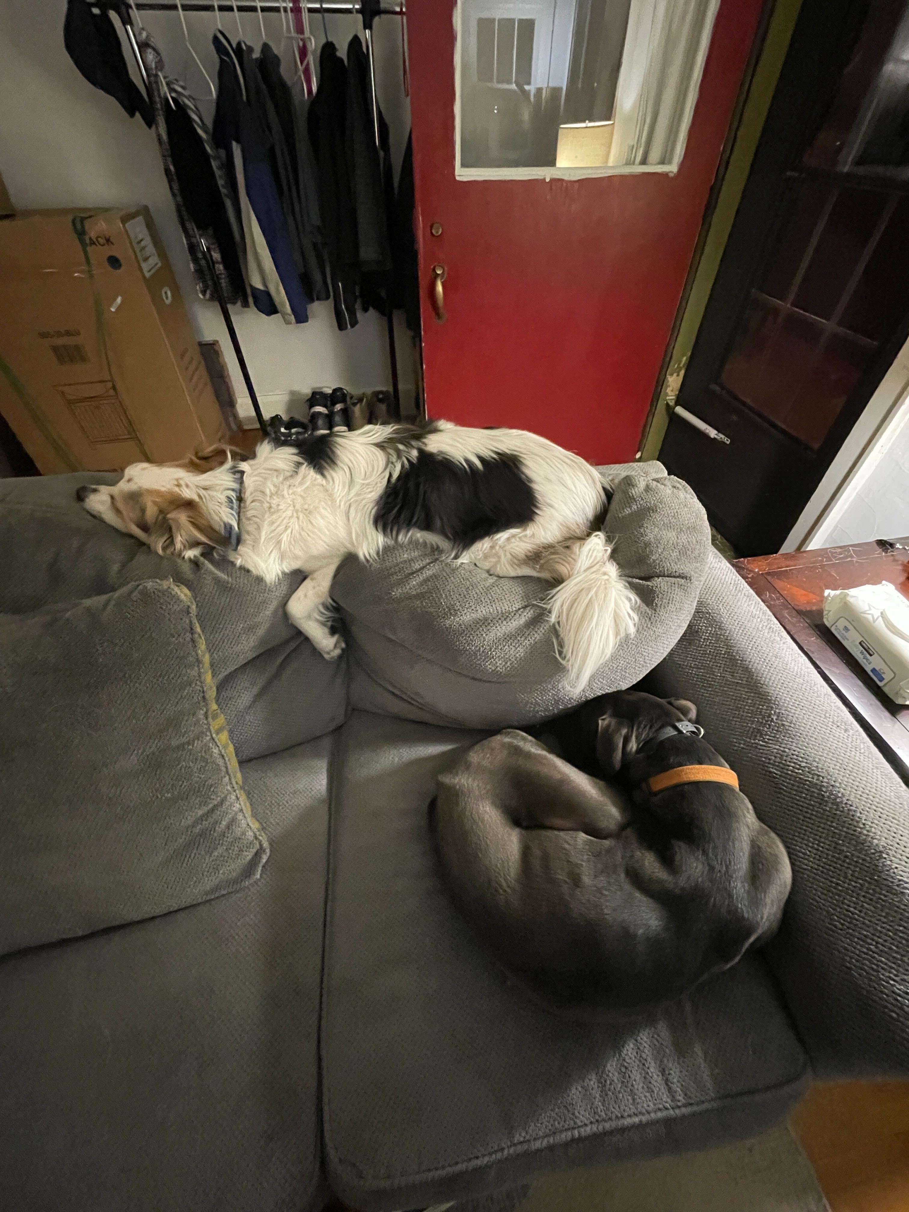 Doggos